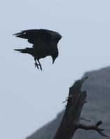 Image of: Corvus corax (common raven)