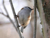 Image of: Leptopoecile elegans (crested tit-warbler)