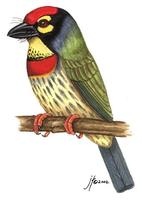 Image of: Megalaima haemacephala (coppersmith barbet)