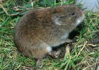 Microtus fortis - Reed Vole