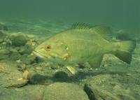 Micropterus dolomieu - Black Bass