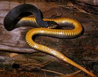 Image of: Nerodia erythrogaster (plain-bellied water snake)