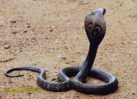 Naja naja - Central Asian Cobra