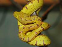 Chondropython viridis - Green tree python