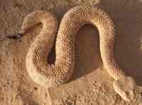 Cerastes vipera - Pygmy Sand Viper