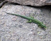 Iberolacerta cyreni