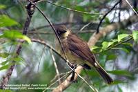 Cream-vented Bulbul - Pycnonotus simplex