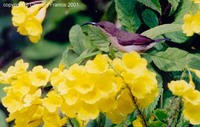 Loten's Sunbird - Cinnyris lotenius