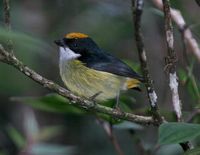 Flame-crowned Flowerpecker - Dicaeum anthonyi