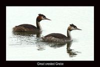 Great crested Grebe