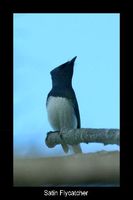 Satin Flycatcher