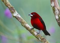 Crimson-backed Tanager (Ramphocelus dimidiatus) photo