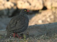 Red-billed Francolin - Francolinus adspersus