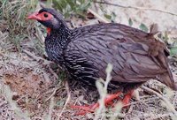 Red-necked Francolin - Francolinus afer