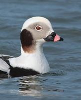 Long-tailed Duck (Clangula hyemalis) photo