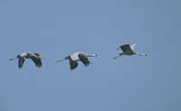 Common Crane (Grus grus) photo