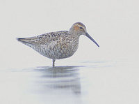 Stilt Sandpiper (Calidris himantopus) photo