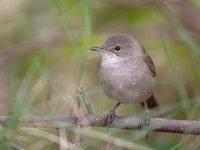 Cape Verde Cane Warbler (Acrocephalus brevipennis) photo