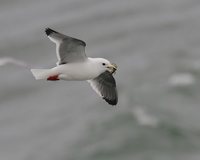 Red-legged Kittiwake - Rissa brevirostris