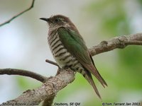 Shining Bronze-Cuckoo - Chrysococcyx lucidus