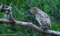 Brown Fish-Owl - Ketupa zeylonensis