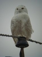 Snowy Owl - Bubo scandiacus