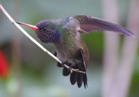 White-chinned Sapphire - Hylocharis cyanus