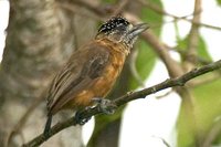 Tawny Piculet - Picumnus fulvescens