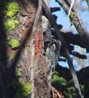 Williamson's Sapsucker - Sphyrapicus thyroideus