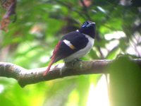 Wattled Broadbill - Eurylaimus steerii