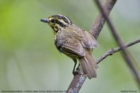 Yellow-browed Antbird - Hypocnemis hypoxantha