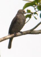 Purple-throated Cotinga - Porphyrolaema porphyrolaema