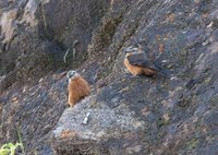 Cliff Flycatcher - Hirundinea ferruginea