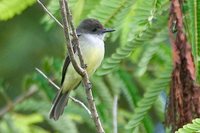 Dusky-capped Flycatcher - Myiarchus tuberculifer