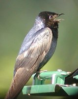 Purple Martin - Progne subis