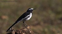 White-browed Wagtail - Motacilla madaraspatensis