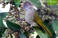 Mountain Bulbul - Ixos mcclellandii