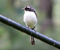 Gray Bushchat - Saxicola ferrea