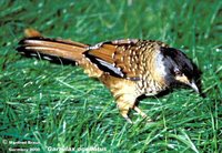 Spotted Laughingthrush - Garrulax ocellatus