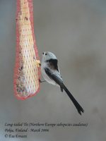 Long-tailed Tit - Aegithalos caudatus