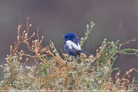 White-winged Fairywren - Malurus leucopterus