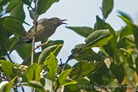 White-bellied Flowerpecker - Dicaeum hypoleucum