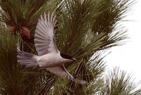 Azure-winged Magpie - Cyanopica cyana