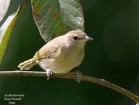 Scrub Greenlet - Hylophilus flavipes