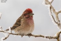 Cassin's Finch - Carpodacus cassinii