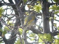 Syrian Serin - Serinus syriacus