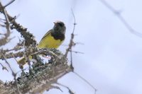 Mourning Warbler - Oporornis philadelphia