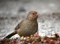 California Towhee - Pipilo crissalis