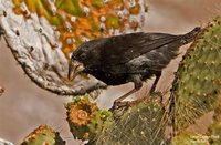 Large Cactus-Finch - Geospiza conirostris