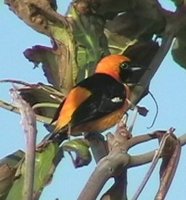 Hooded Oriole - Icterus cucullatus